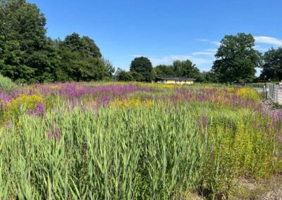 Bild Pflanzenbereich_Naturbad_Schnaittenbach